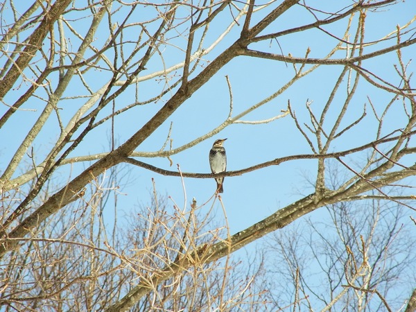 f:id:elmikamino:20120309112036j:image f:id:elmikamino:20120309112036j:image
