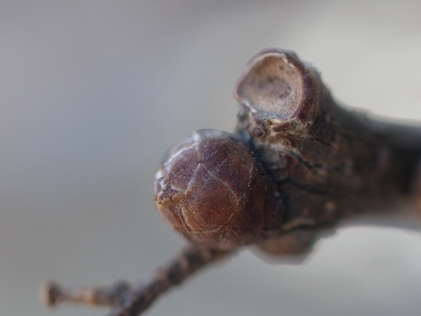 f:id:elmikamino:20120311090638j:image