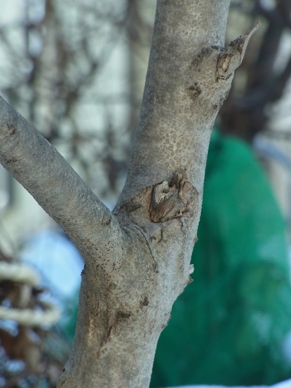f:id:elmikamino:20120311091411j:image