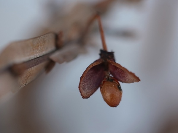 f:id:elmikamino:20120311092316j:image