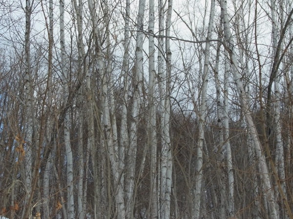 f:id:elmikamino:20120311104713j:image