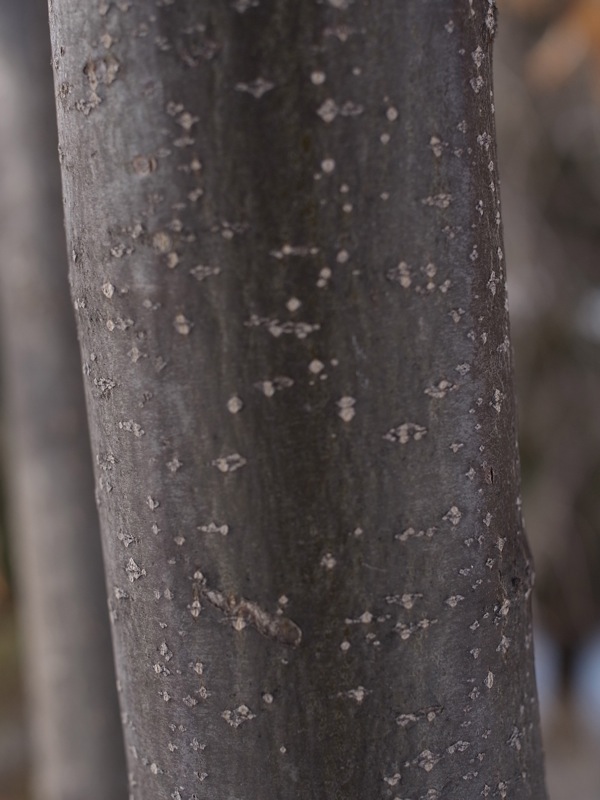 f:id:elmikamino:20120316140830j:image