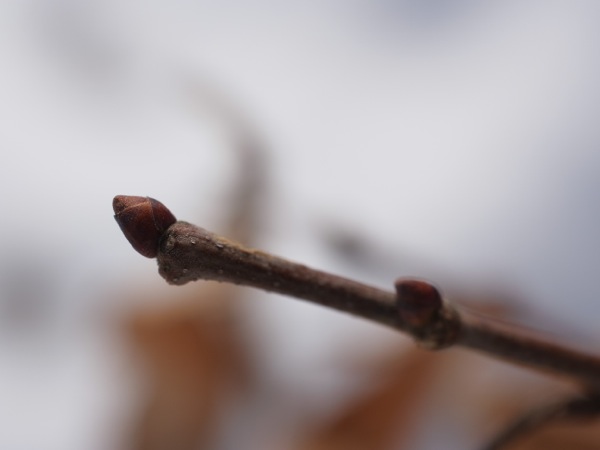 f:id:elmikamino:20120316140902j:image
