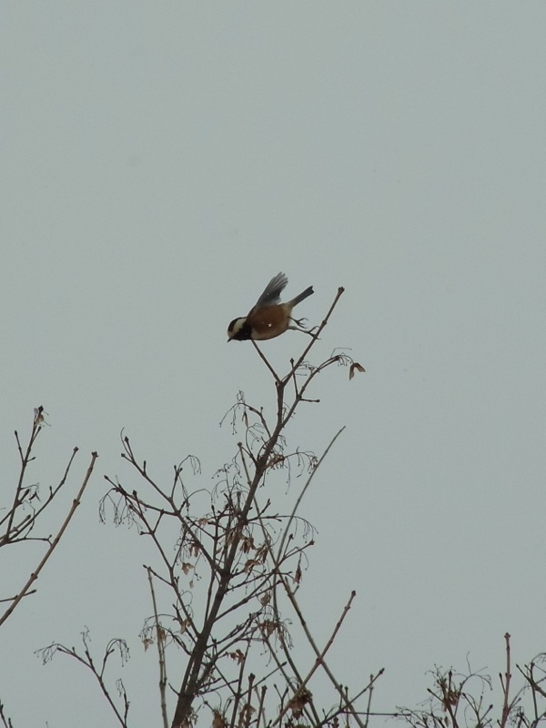 f:id:elmikamino:20120319104411j:image f:id:elmikamino:20120319104411j:image