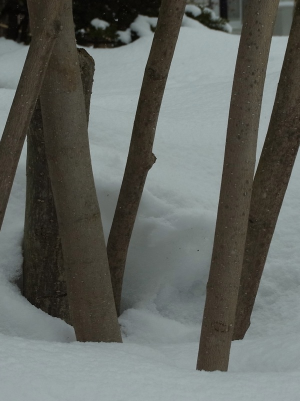 f:id:elmikamino:20120319104823j:image f:id:elmikamino:20120319104823j:image