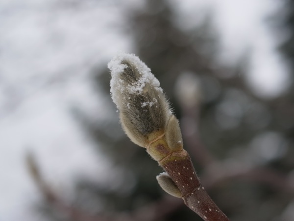 f:id:elmikamino:20120319110918j:image f:id:elmikamino:20120319110918j:image