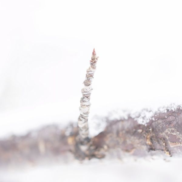 f:id:elmikamino:20120325104620j:image
