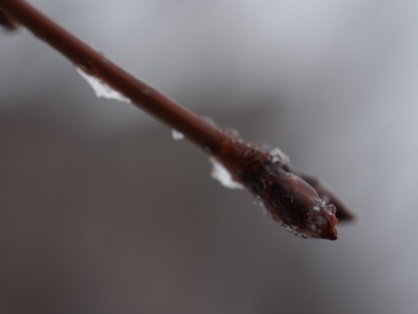 f:id:elmikamino:20120404101401j:image