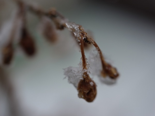 f:id:elmikamino:20120404101508j:image