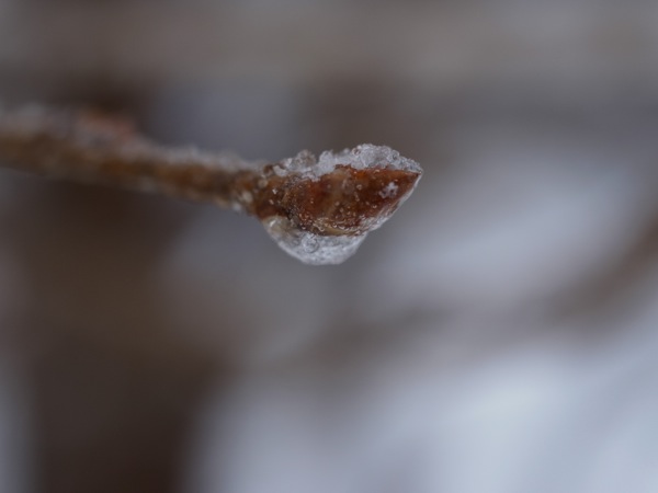 f:id:elmikamino:20120404101542j:image