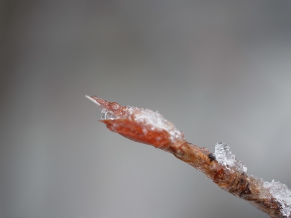 f:id:elmikamino:20120404101724j:image