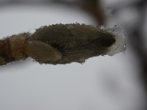 f:id:elmikamino:20120404102318j:image