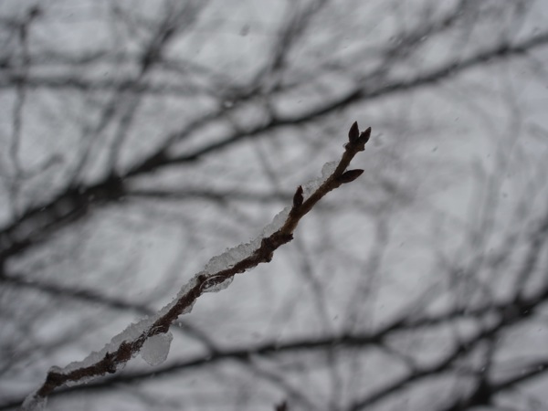f:id:elmikamino:20120404102642j:image