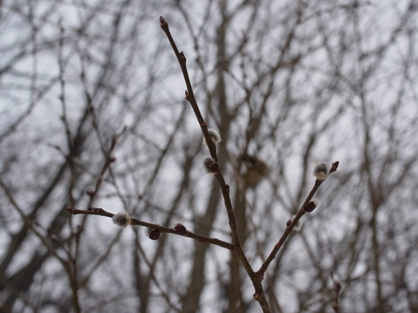 f:id:elmikamino:20120406093339j:image