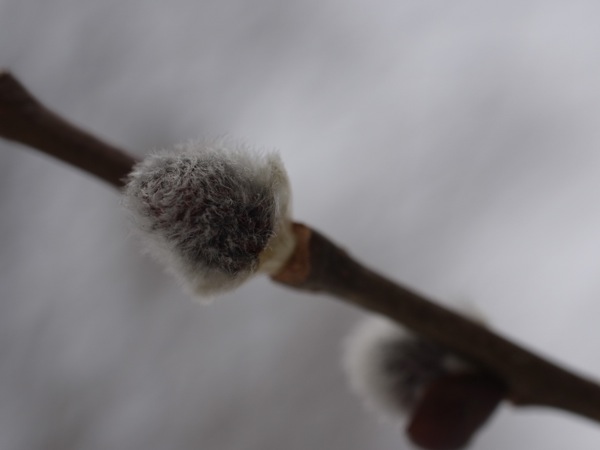 f:id:elmikamino:20120406093429j:image