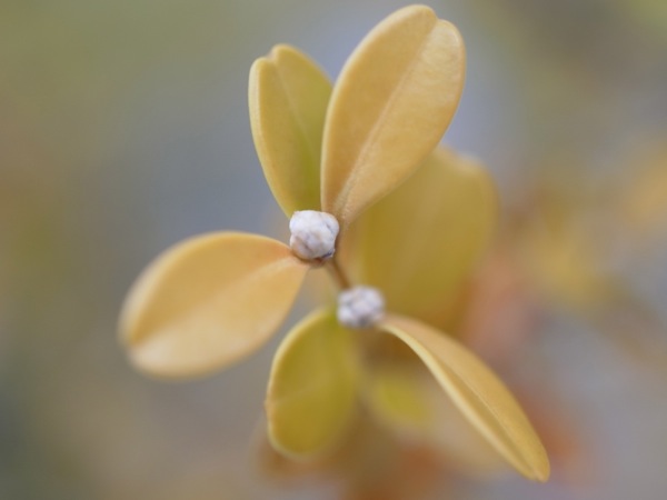 f:id:elmikamino:20120406094050j:image
