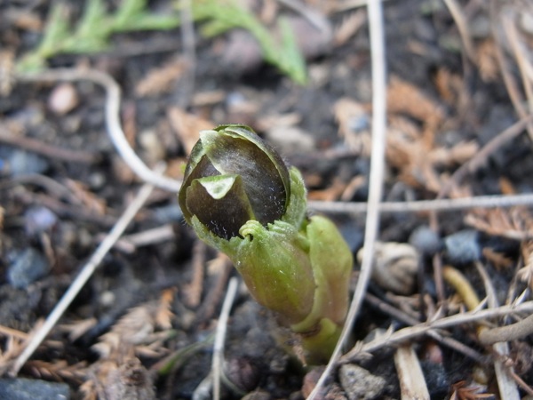 f:id:elmikamino:20120406095631j:image