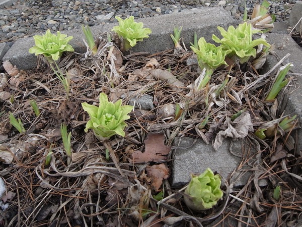 f:id:elmikamino:20120406100114j:image