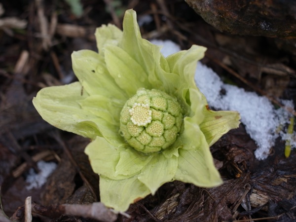 f:id:elmikamino:20120407101758j:image