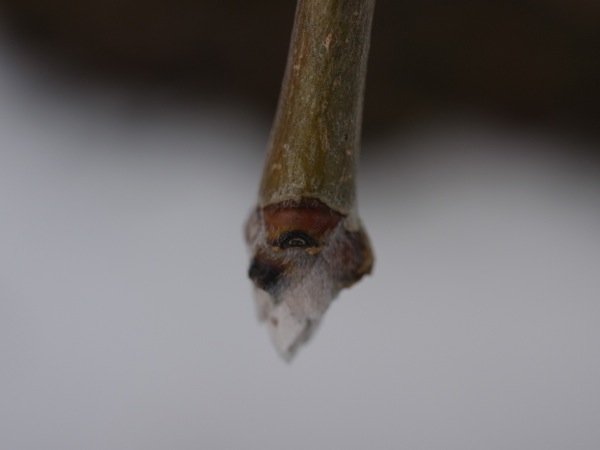f:id:elmikamino:20120407102336j:image