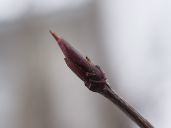 f:id:elmikamino:20120407102442j:image