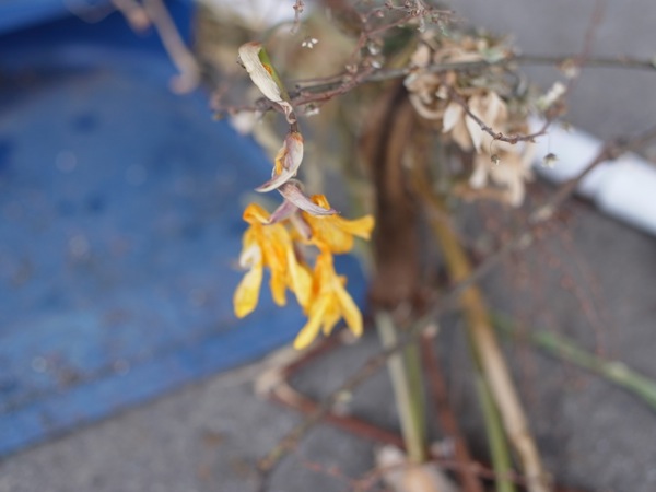 f:id:elmikamino:20120407110257j:image