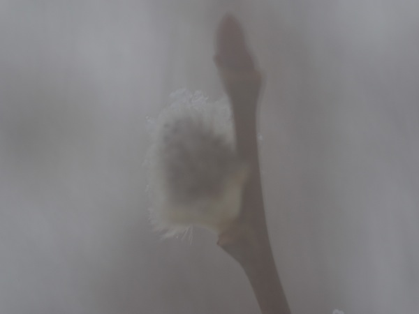 f:id:elmikamino:20120407172111j:image