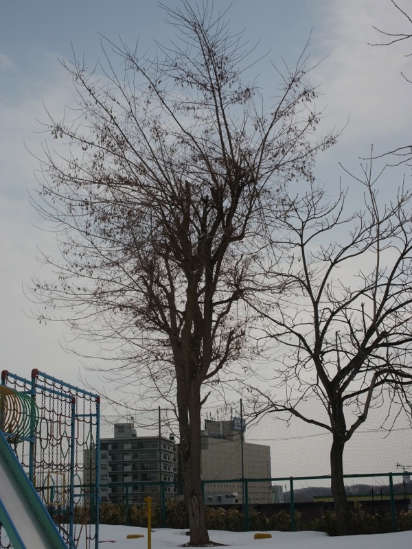 f:id:elmikamino:20120408093835j:image f:id:elmikamino:20120408093835j:image