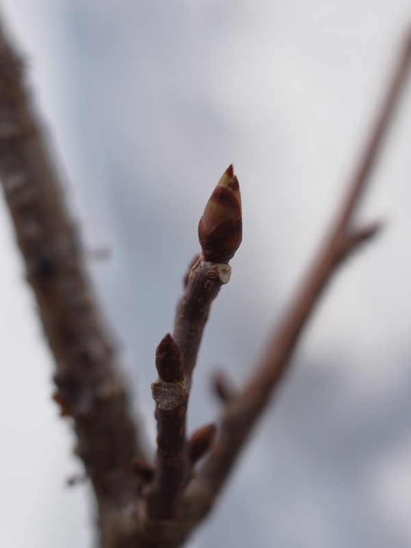 f:id:elmikamino:20120408105042j:image f:id:elmikamino:20120408105042j:image