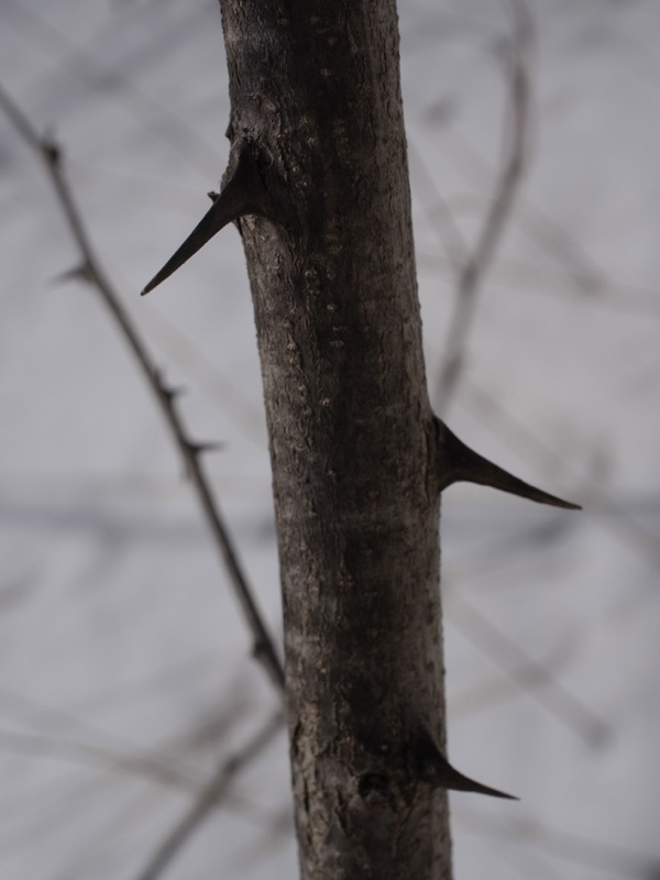 f:id:elmikamino:20120409104126j:image