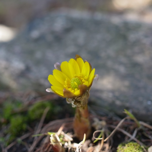 f:id:elmikamino:20120414101756j:image f:id:elmikamino:20120414101756j:image