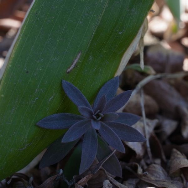 f:id:elmikamino:20120414104449j:image f:id:elmikamino:20120414104449j:image