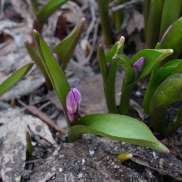 f:id:elmikamino:20120414105119j:image f:id:elmikamino:20120414105119j:image