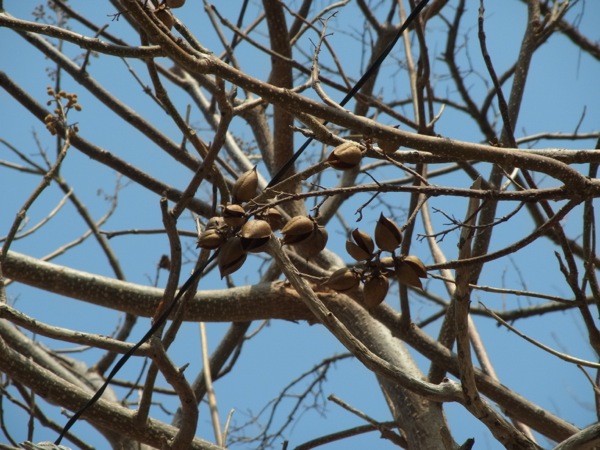 f:id:elmikamino:20120421130227j:image