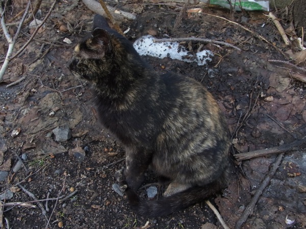f:id:elmikamino:20120421150148j:image