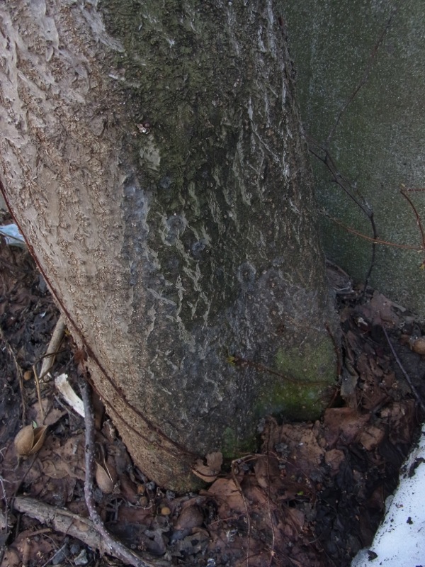 f:id:elmikamino:20120421150252j:image