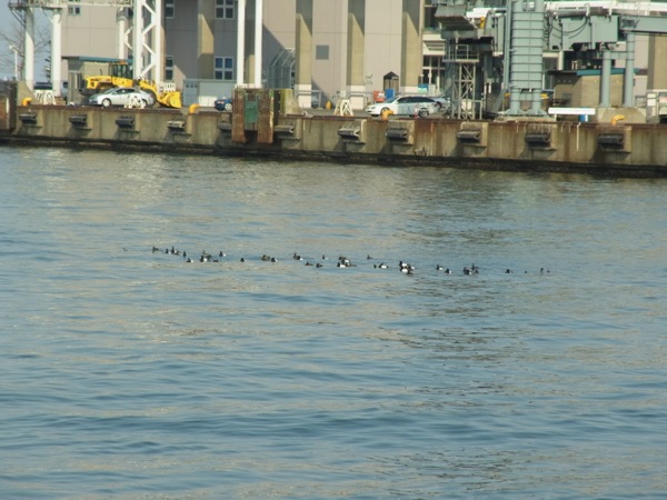 f:id:elmikamino:20120421155040j:image