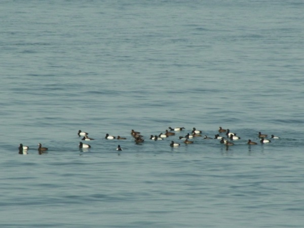 f:id:elmikamino:20120421155228j:image