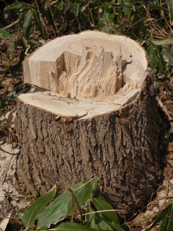 f:id:elmikamino:20120422103047j:image f:id:elmikamino:20120422103047j:image