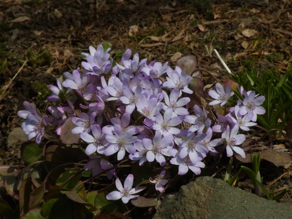 f:id:elmikamino:20120422104217j:image f:id:elmikamino:20120422104217j:image