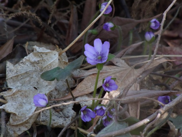 f:id:elmikamino:20120422104441j:image f:id:elmikamino:20120422104441j:image