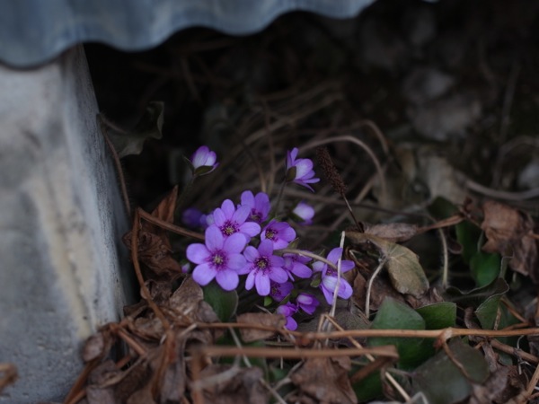f:id:elmikamino:20120422104529j:image f:id:elmikamino:20120422104529j:image