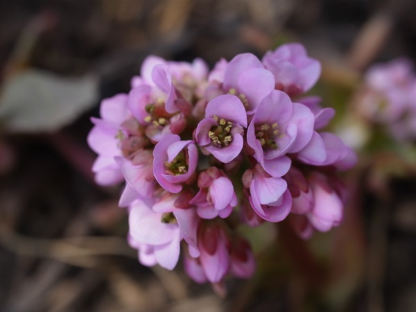f:id:elmikamino:20120422105935j:image f:id:elmikamino:20120422105935j:image