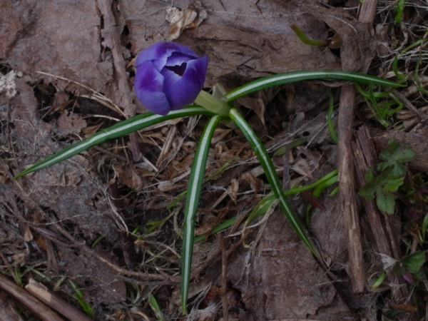 f:id:elmikamino:20120423100326j:image