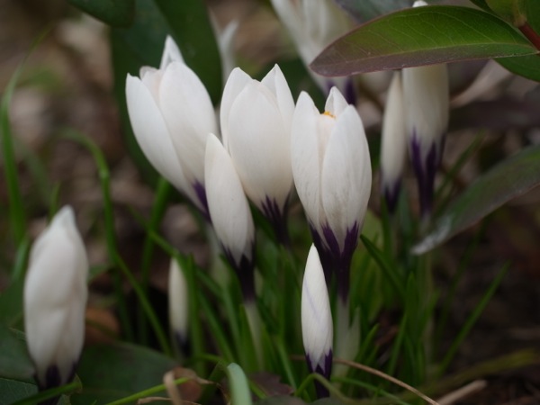 f:id:elmikamino:20120423100644j:image