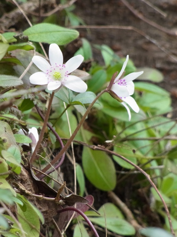 f:id:elmikamino:20120423101326j:image