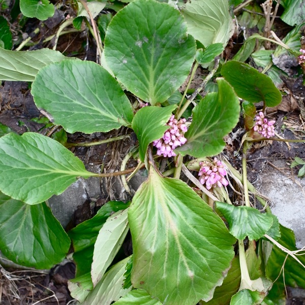 f:id:elmikamino:20120423101955j:image