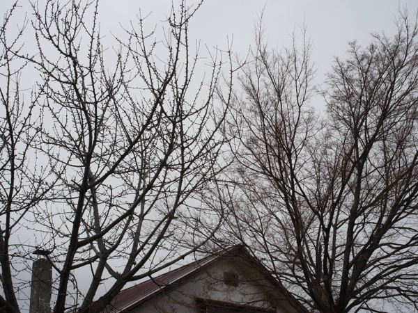 f:id:elmikamino:20120423102535j:image