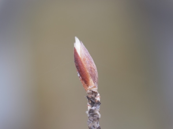 f:id:elmikamino:20120424100531j:image