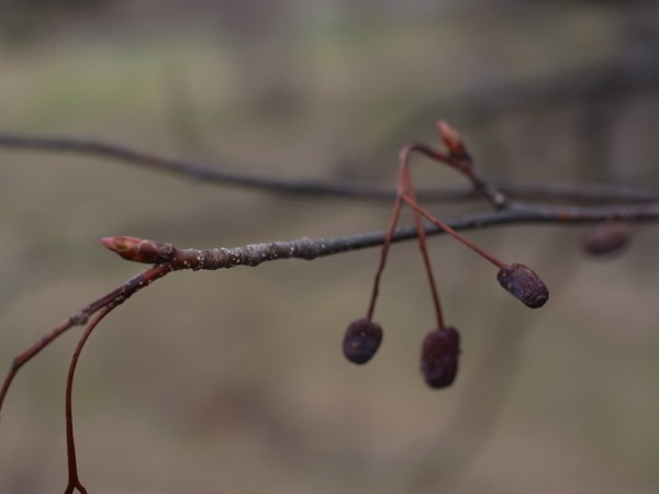 f:id:elmikamino:20120424102427j:image